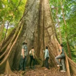 Roteiros de Viagem na Amazônia para Aventureiros Ecológicos
