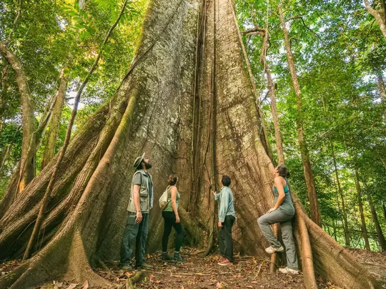 Roteiros de Viagem na Amazônia para Aventureiros Ecológicos